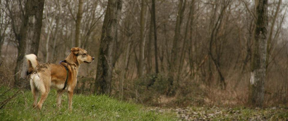 Al momento stai visualizzando Ereditarietà dei caratteri comportamentali